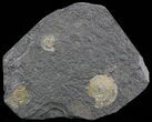 Dactylioceras Ammonite Cluster - Posidonia Shale #52922-1